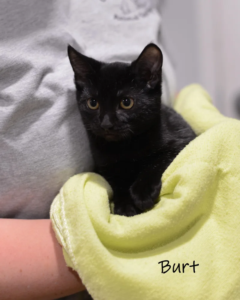 A baby small-sized male Black Domestic Short Hair cat named Burt for adoption in Bishop, GA