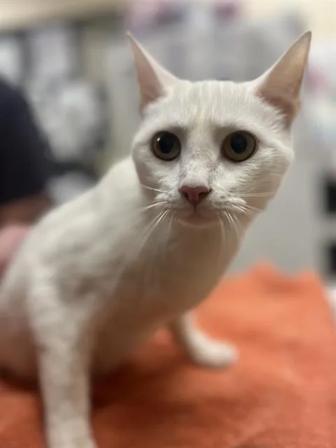 A young small-sized female Domestic Short Hair cat named Swan for adoption in Aliquippa, PA