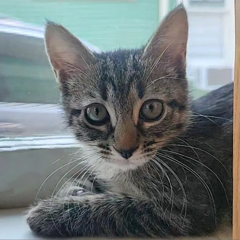 A young small-sized female Brown / Chocolate Domestic Short Hair cat named Ellie for adoption in Fort Worth, TX