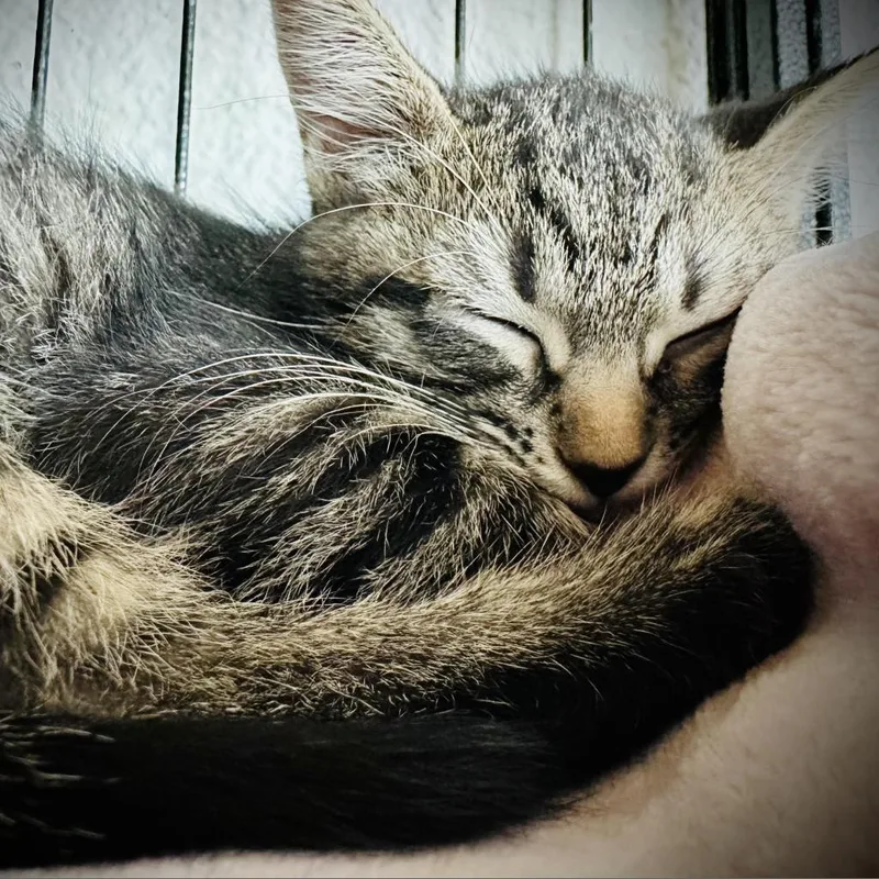 Ellie thumbnail 3