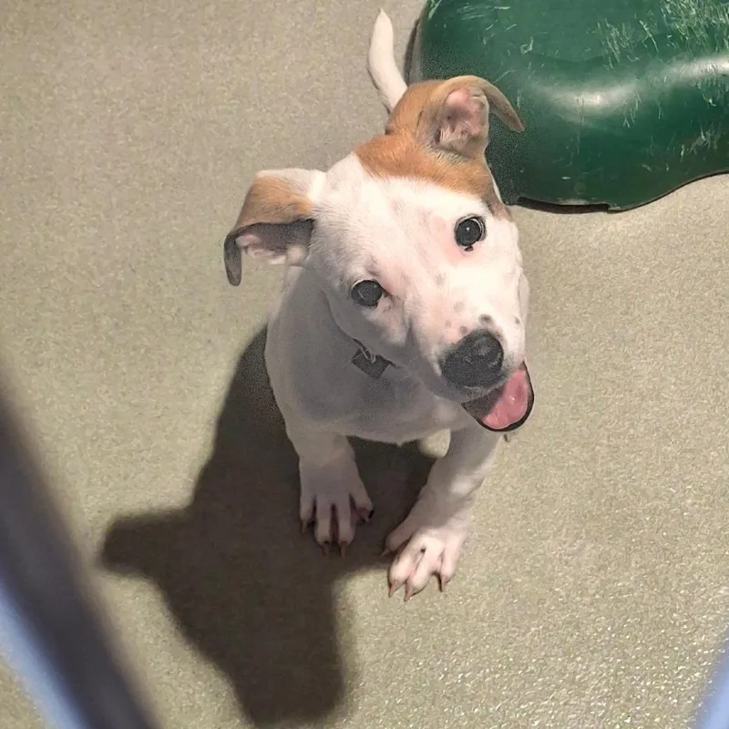 A baby small-sized female White / Cream Terrier dog named Samantha for adoption in Abilene, TX