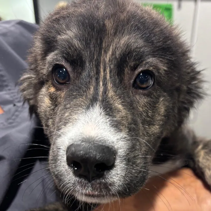 A baby medium-sized male Black Australian Shepherd dog named Salem for adoption in Tampa, FL