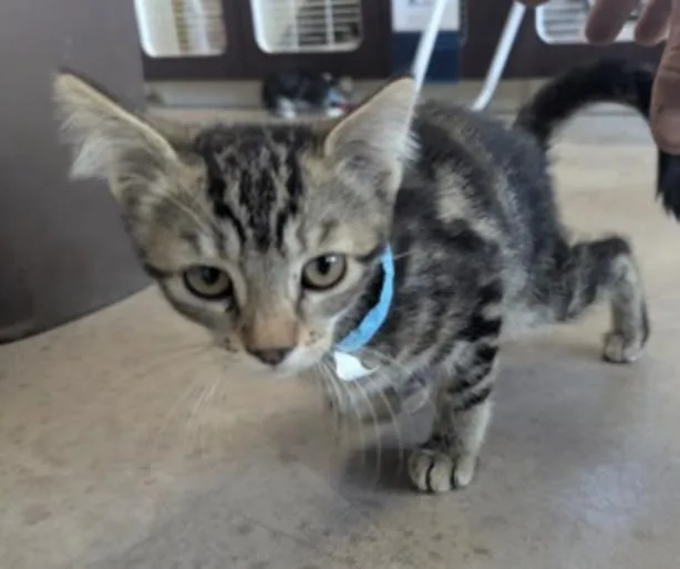 A young medium-sized female Tabby (Brown / Chocolate) Domestic Short Hair cat named Tiff for adoption in Buena Vista, CO
