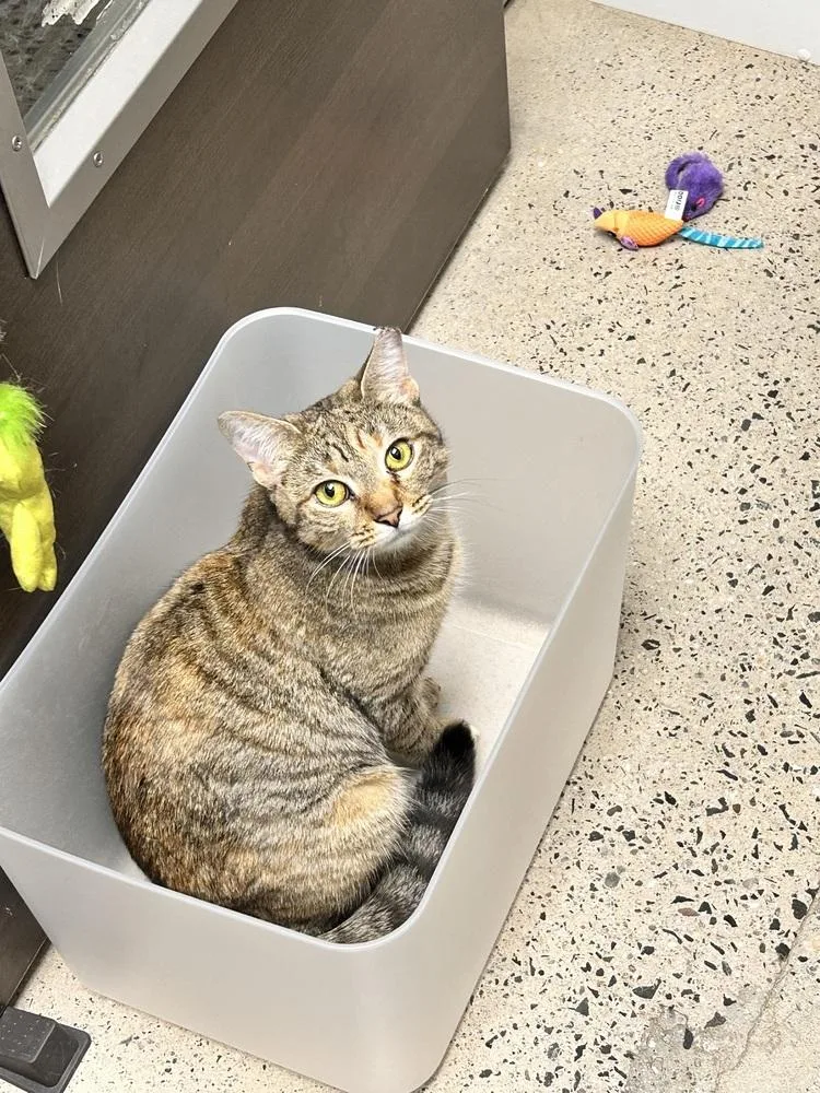 An adult medium-sized female Tabby (Brown / Chocolate) Domestic Short Hair cat named Ladybug for adoption in East hartford, CT