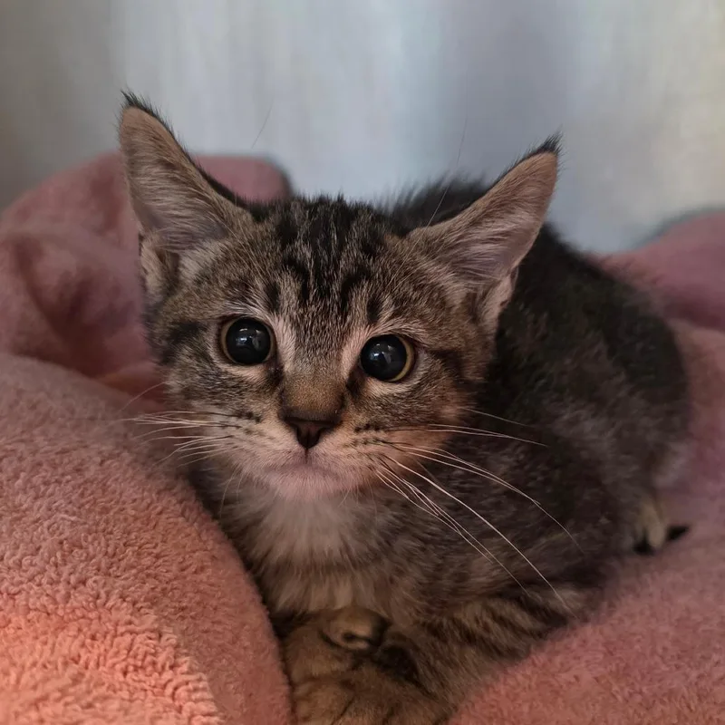 A baby small-sized male Gray / Blue / Silver Domestic Short Hair cat named Taco for adoption in Buellton, CA