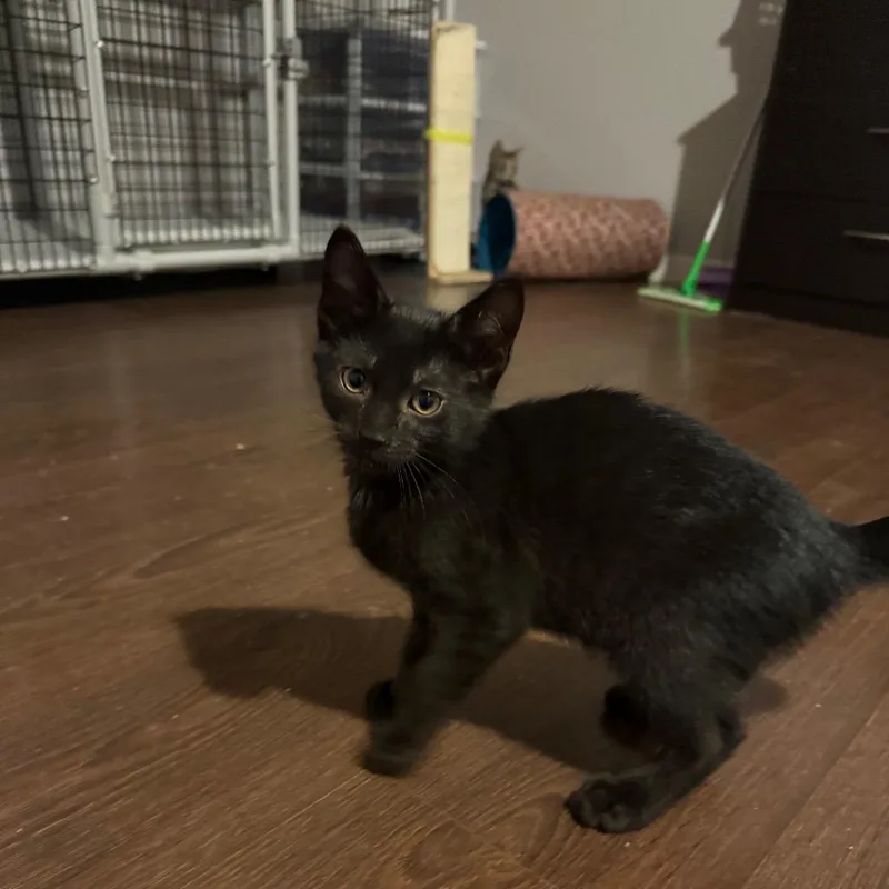 A baby small-sized female Black Domestic Short Hair cat named Rhiannon for adoption in Hedgesville, WV