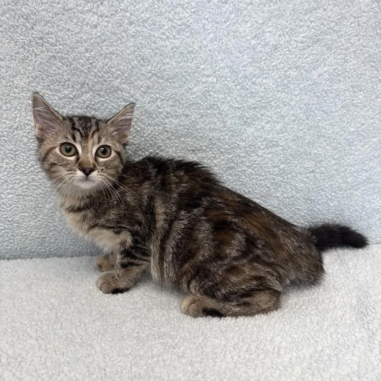 A baby medium-sized female Tabby (Brown / Chocolate) Domestic Short Hair cat named Indiana Jones for adoption in Benld, IL