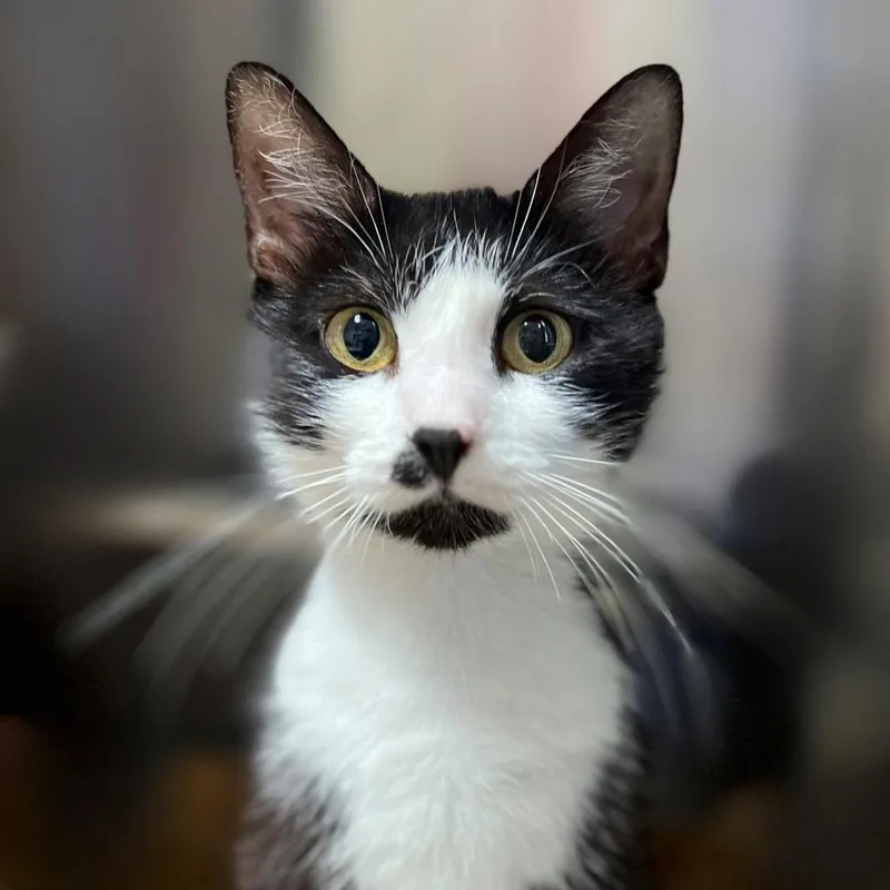 An adult large-sized female Black Domestic Short Hair cat named Elsie for adoption in Springfield, IL
