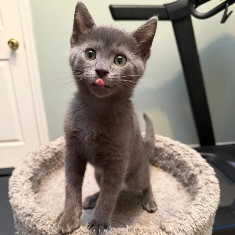 A baby small-sized male Gray / Blue / Silver Domestic Short Hair cat named Stormy for adoption in Newark, DE