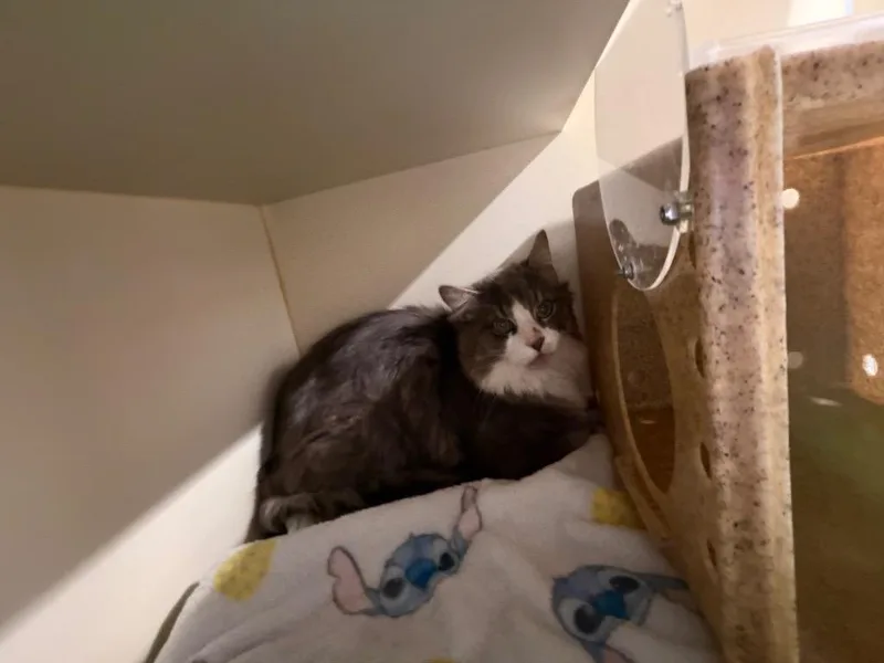 A senior medium-sized male Domestic Medium Hair cat named Working Cat: Bonkers for adoption in Bloomington, IN