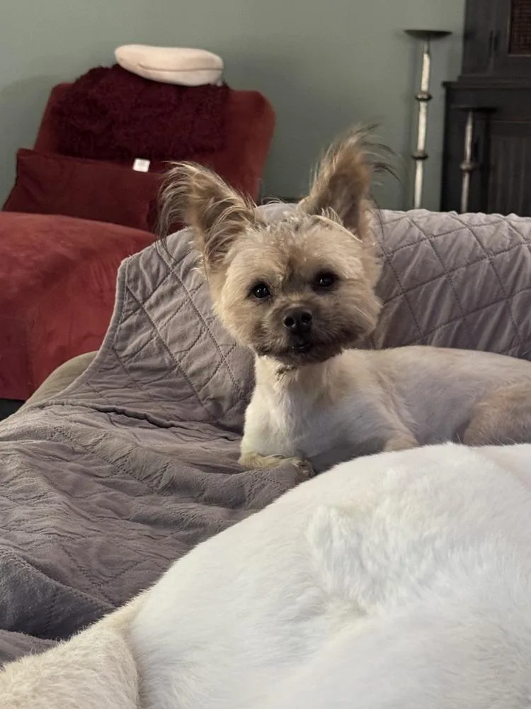 An adult small-sized male Shih Tzu dog named Binnie for adoption in Elkhart , IN