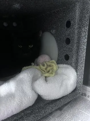 An adult medium-sized male Domestic Short Hair cat named Bear for adoption in Daytona Beach, FL