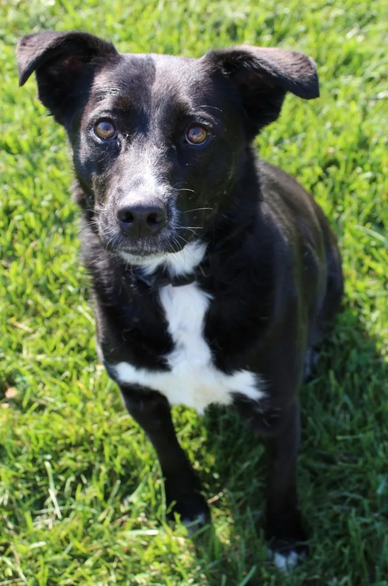 An adult medium-sized female Black Border Collie dog named Ebonee for adoption in Berea, KY