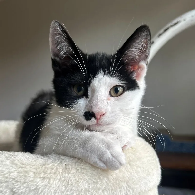 A baby small-sized male Black Domestic Short Hair cat named Reuben for adoption in Winston Salem, NC