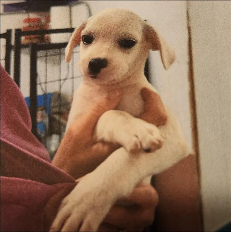 A baby small-sized male Chihuahua dog named Kaleb for adoption in Thompson Falls, MT