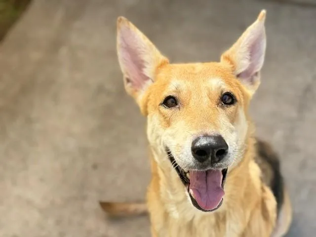 A young large-sized female German Shepherd Dog dog named Darla for adoption in Tulsa, OK