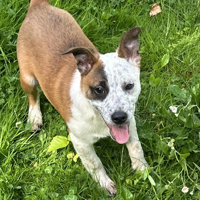A baby small-sized male Brown / Chocolate Mixed Breed dog named Salt for adoption in Charleston, WV