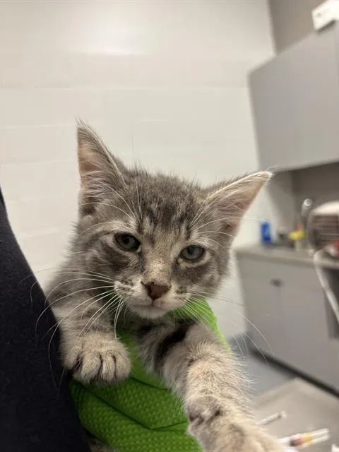 A baby small-sized male Domestic Short Hair cat named Romy for adoption in Indianapolis, IN