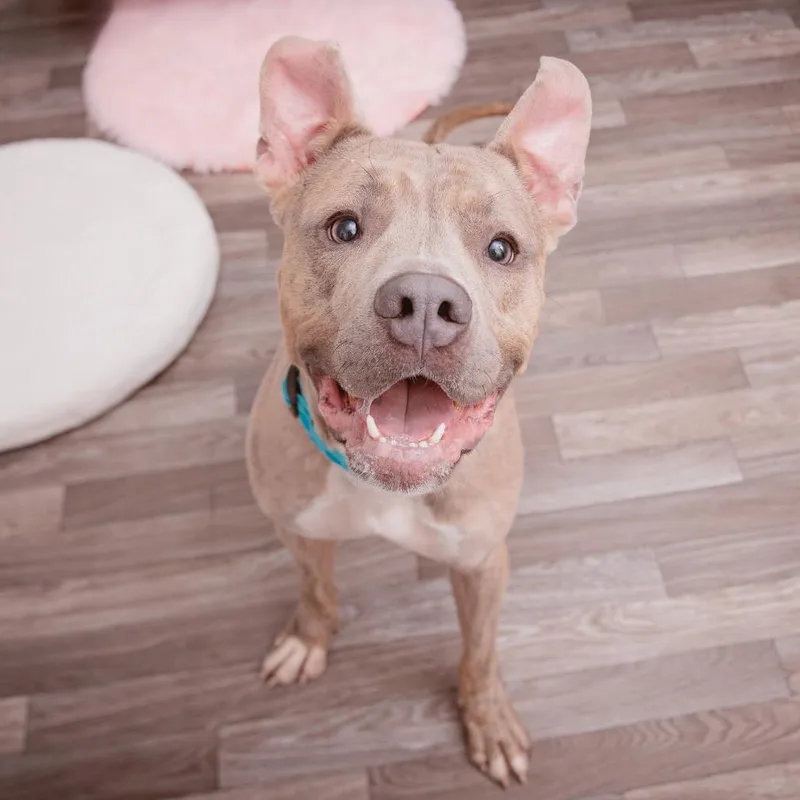 An adult medium-sized male Pit Bull Terrier dog named Marcello for adoption in Los Angeles, CA
