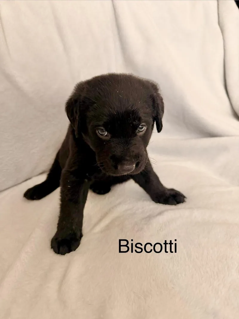 A baby small-sized male Labrador Retriever dog named Biscotti for adoption in Discovery Bay, CA