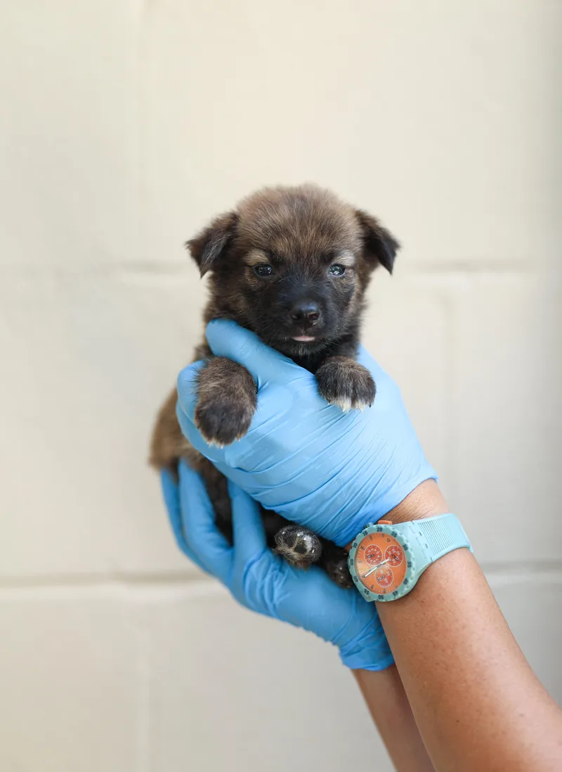 Bear