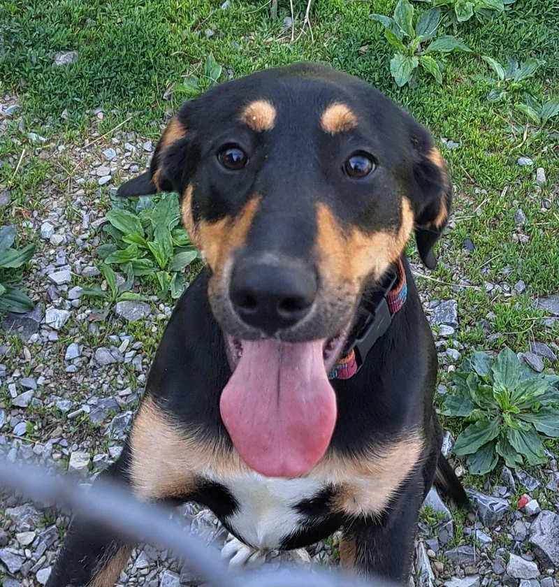 A young medium-sized female Bicolor Hound dog named Marcey for adoption in Lawrenceburg, KY
