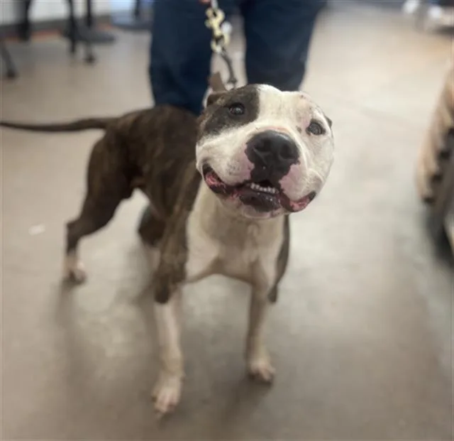 A young large-sized male Mixed Breed dog named Gunther for adoption in Dallas, TX