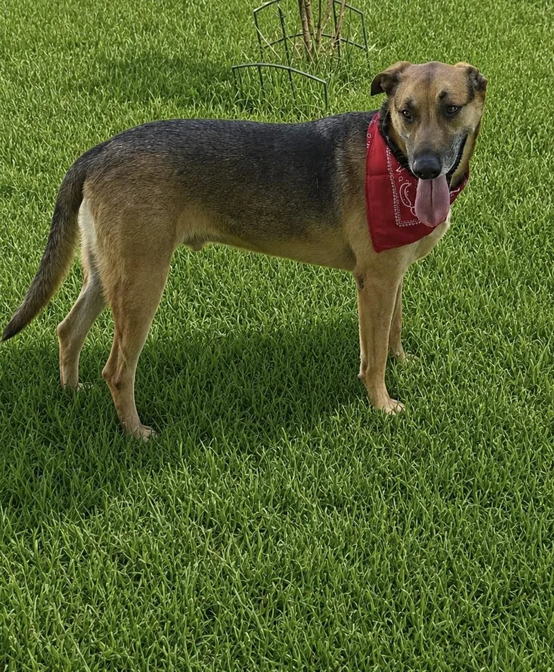 A young large-sized male German Shepherd Dog dog named Adys for adoption in Old Westbury, NY