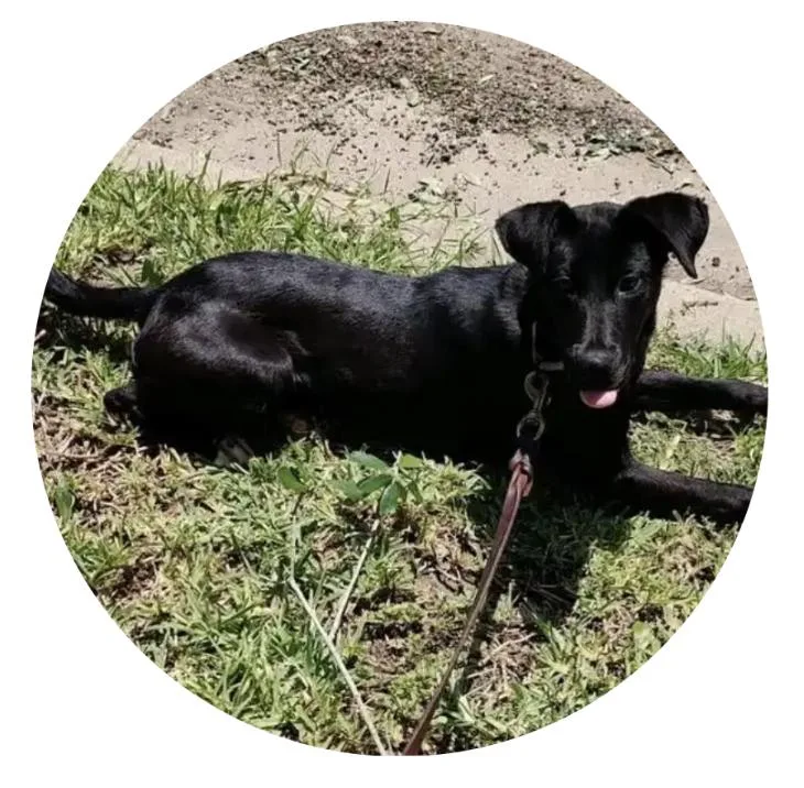 An adult medium-sized female Tricolor (Brown, Black, & White) Labrador Retriever dog named Sophie for adoption in Harlingen, TX