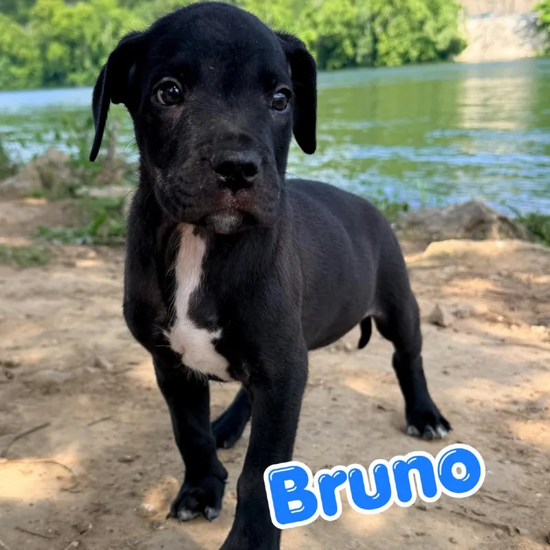 A baby small-sized male Black Mixed Breed dog named Bruno for adoption in Branson, MO