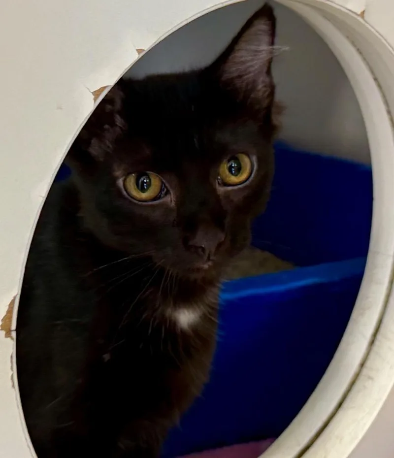 A baby medium-sized female Domestic Short Hair cat named Blair for adoption in Columbia, IL