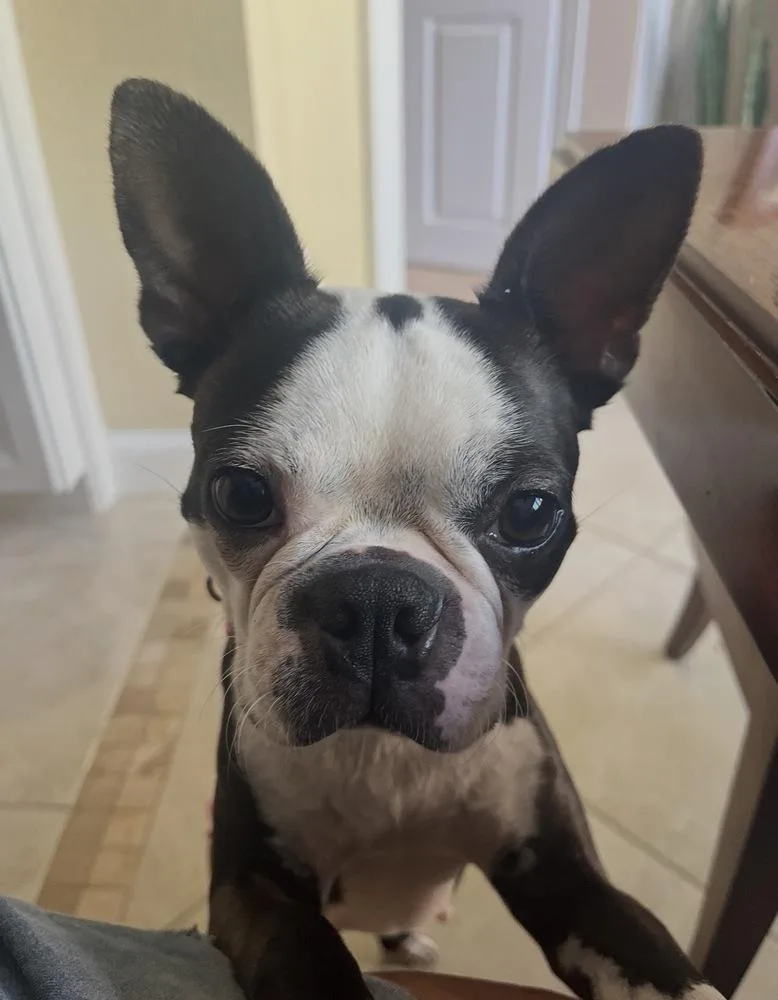 Little Lola  