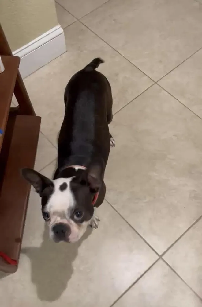 Little Lola   thumbnail 3