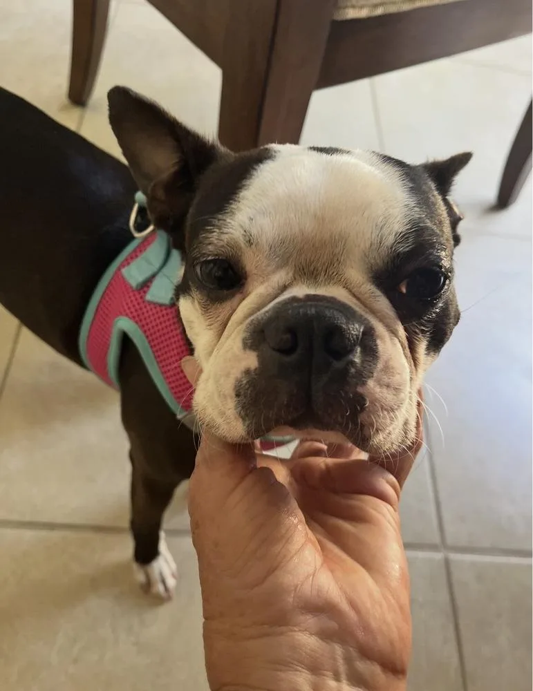 Little Lola   thumbnail 4