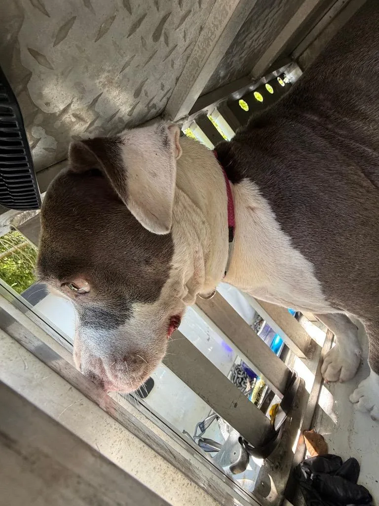 A young large-sized female Mixed Breed dog named Rosie Belle for adoption in Effingham, SC