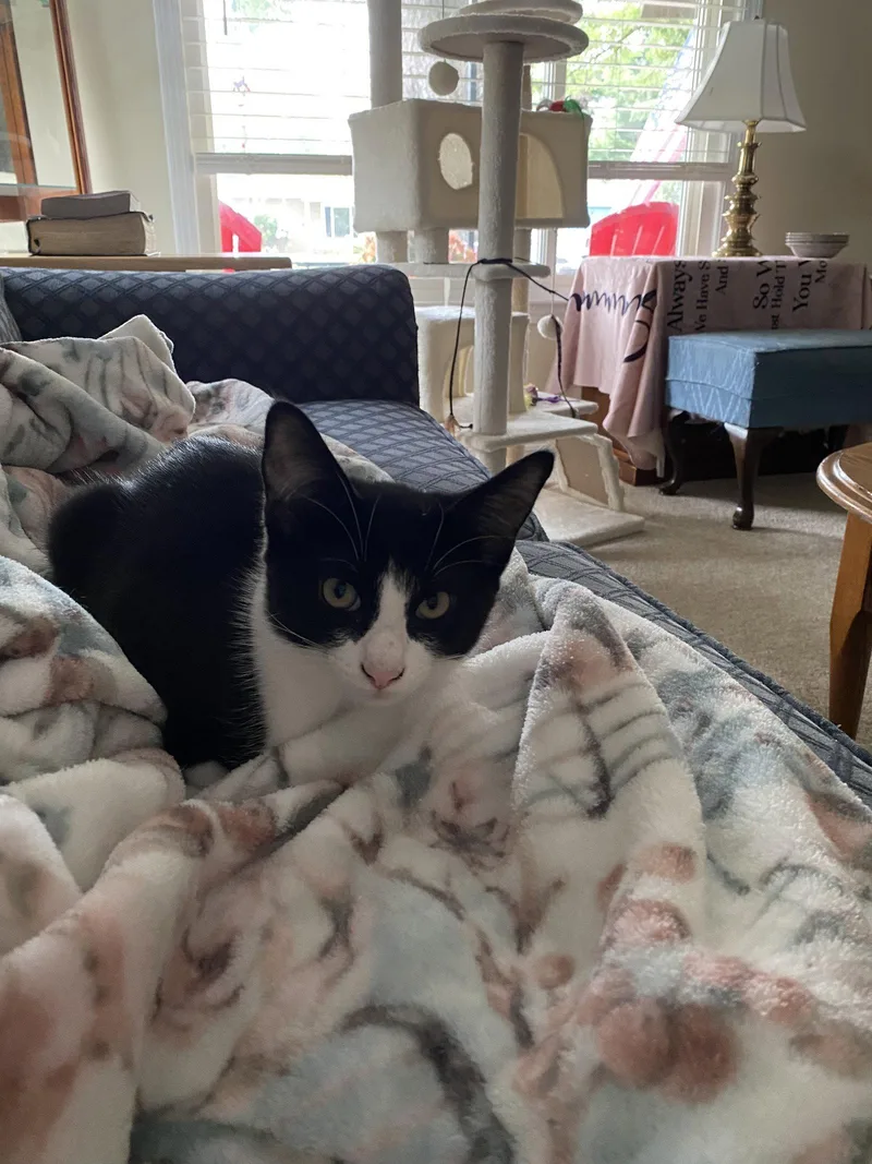A young small-sized male Domestic Short Hair cat named C Litter Lenny for adoption in Livonia, MI