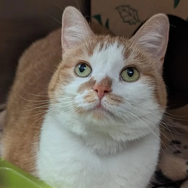 A young small-sized female Domestic Short Hair cat named Cheez It for adoption in Olivette, MO