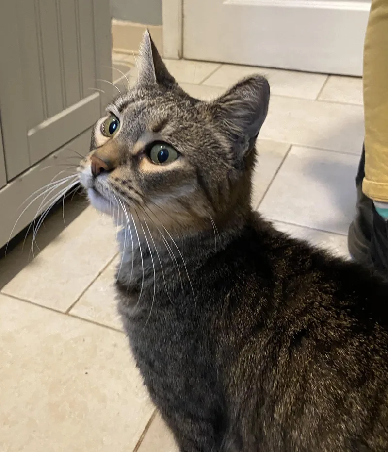 An adult medium-sized female Tabby (Brown / Chocolate) Domestic Short Hair cat named Bartlett Periwinkle for adoption in Philadelphia, PA