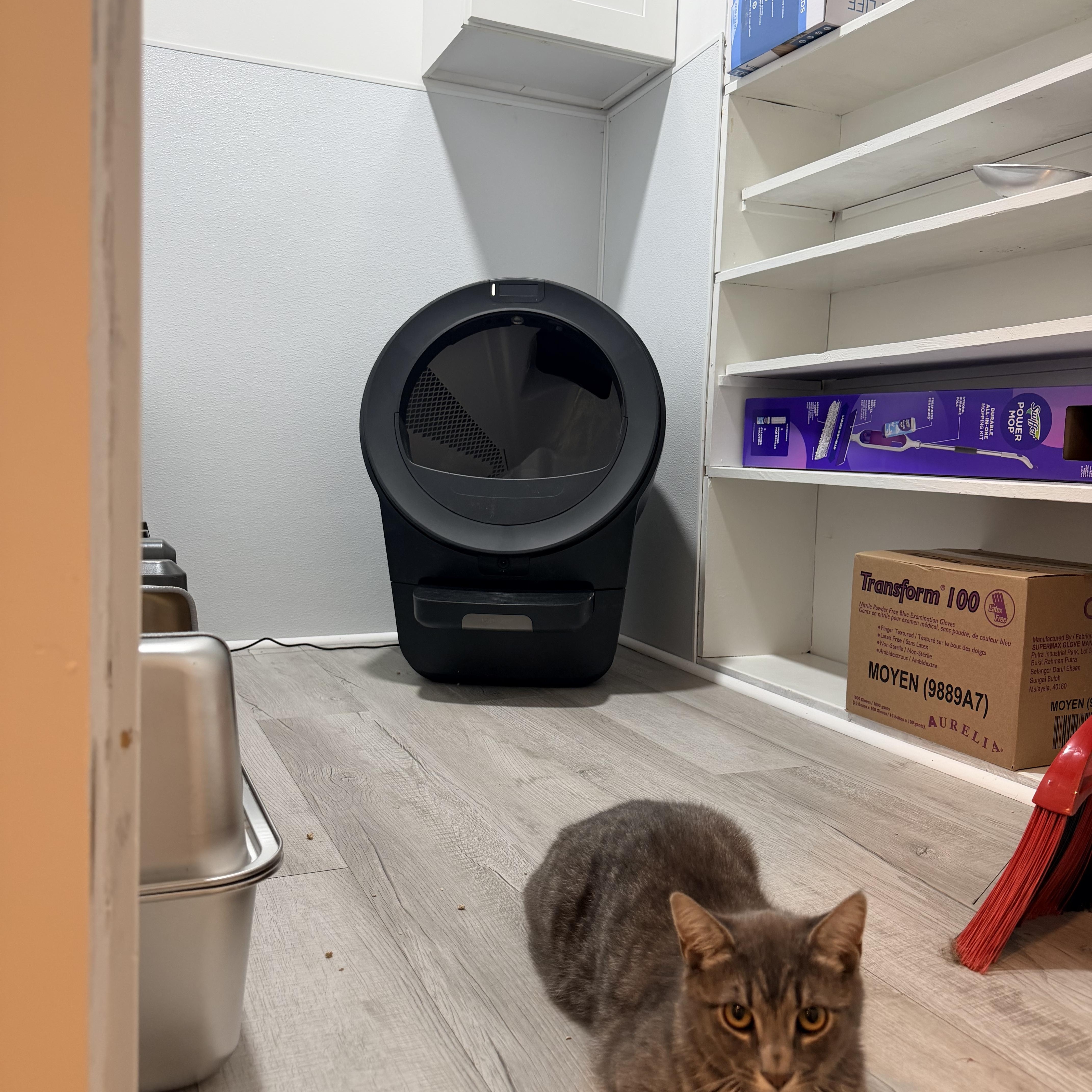 A young small-sized male Domestic Short Hair cat named Scott And Ramona for adoption in Bellmawr, NJ