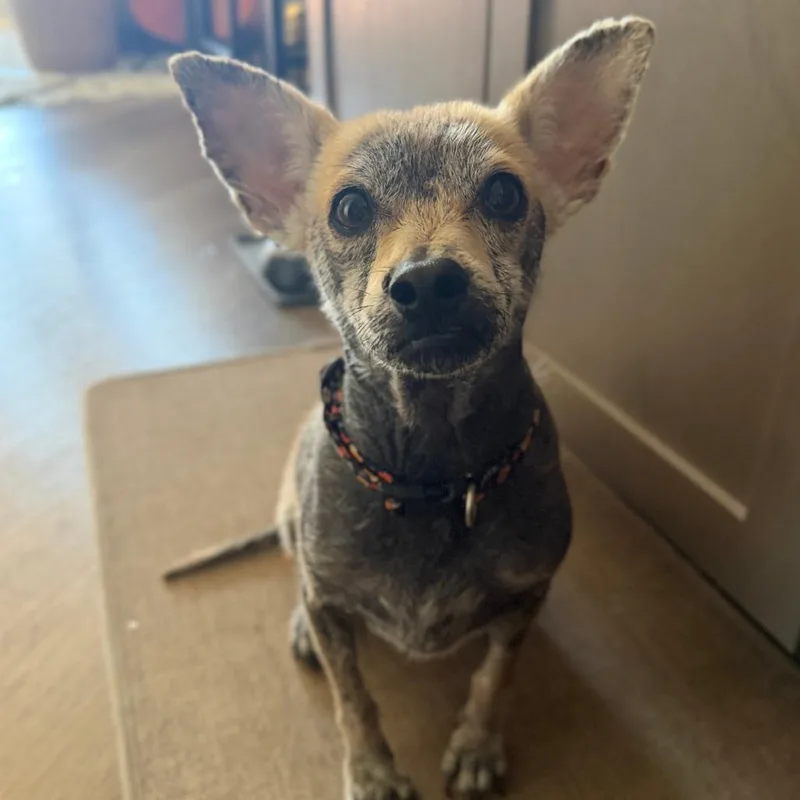 An adult small-sized male Sable Chihuahua dog named Pee Wee for adoption in Richmond, VA