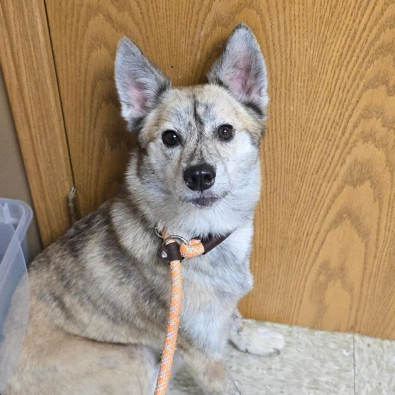 An adult small-sized female Yellow / Tan / Blond / Fawn Shiba Inu dog named Meka for adoption in Milan, IL