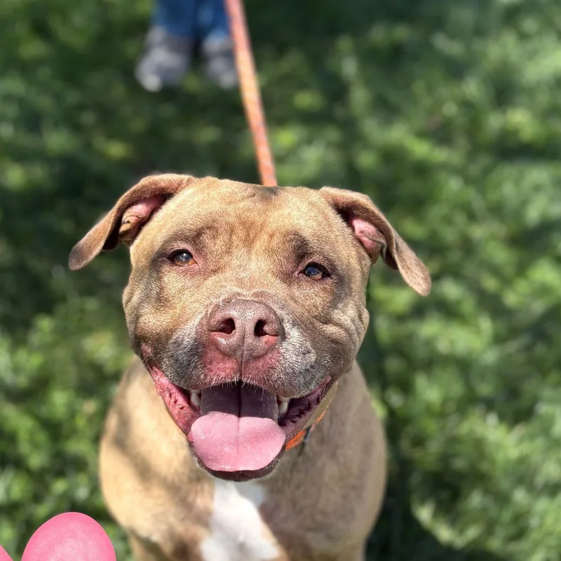 An adult large-sized female Pit Bull Terrier dog named Tilly for adoption in Baldwin, MD