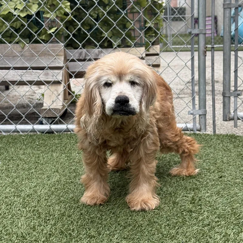A senior small-sized male Yellow / Tan / Blond / Fawn Mixed Breed dog named Milton for adoption in Los Angeles, CA