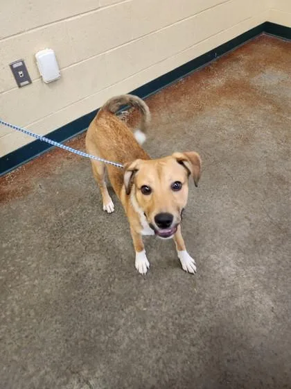 A baby medium-sized male Mixed Breed dog named Zeus for adoption in Independence, MO