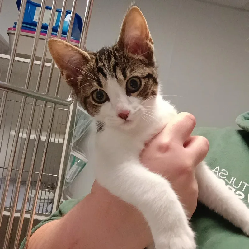 Nacho Cat thumbnail 2