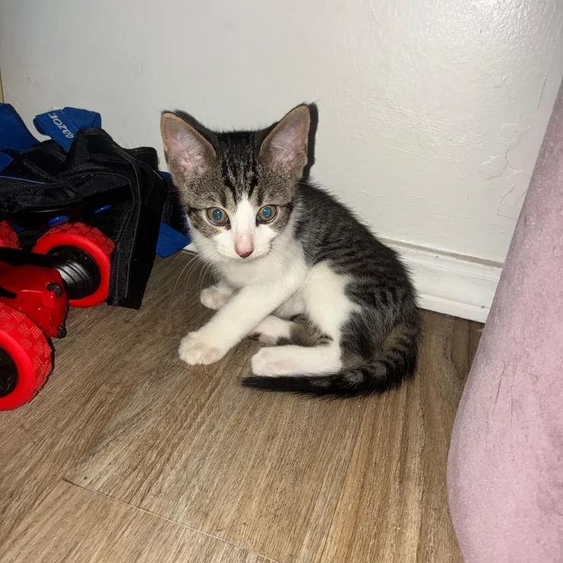 Nacho Cat thumbnail 3