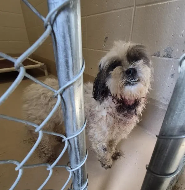 An adult small-sized female Maltese dog named Vc for adoption in Lawrenceville, GA