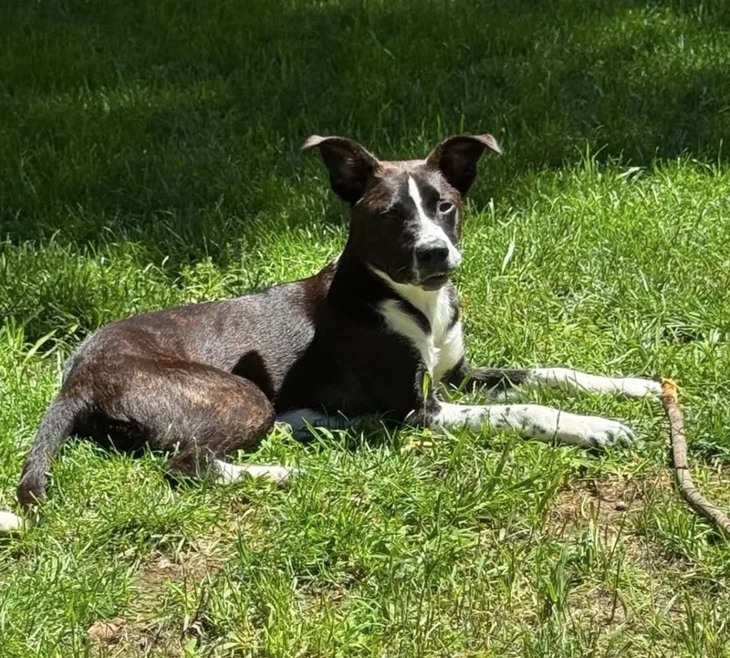 A baby medium-sized female Shepherd dog named Dandelion for adoption in South Bend, IN