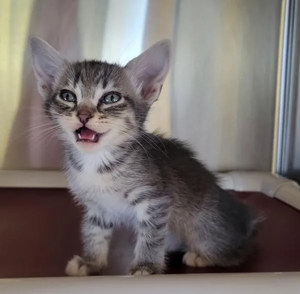 A baby small-sized female Domestic Short Hair cat named Twinkle for adoption in Kennewick, WA