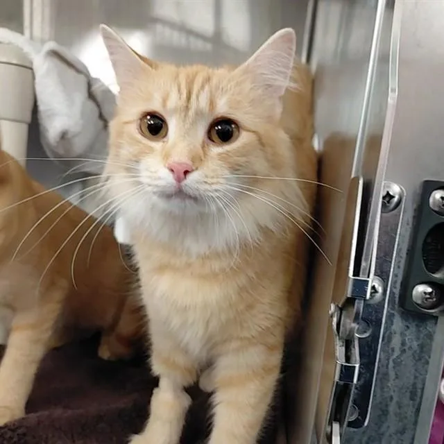 A young medium-sized female Domestic Medium Hair cat named Peach for adoption in Huntsville, AL